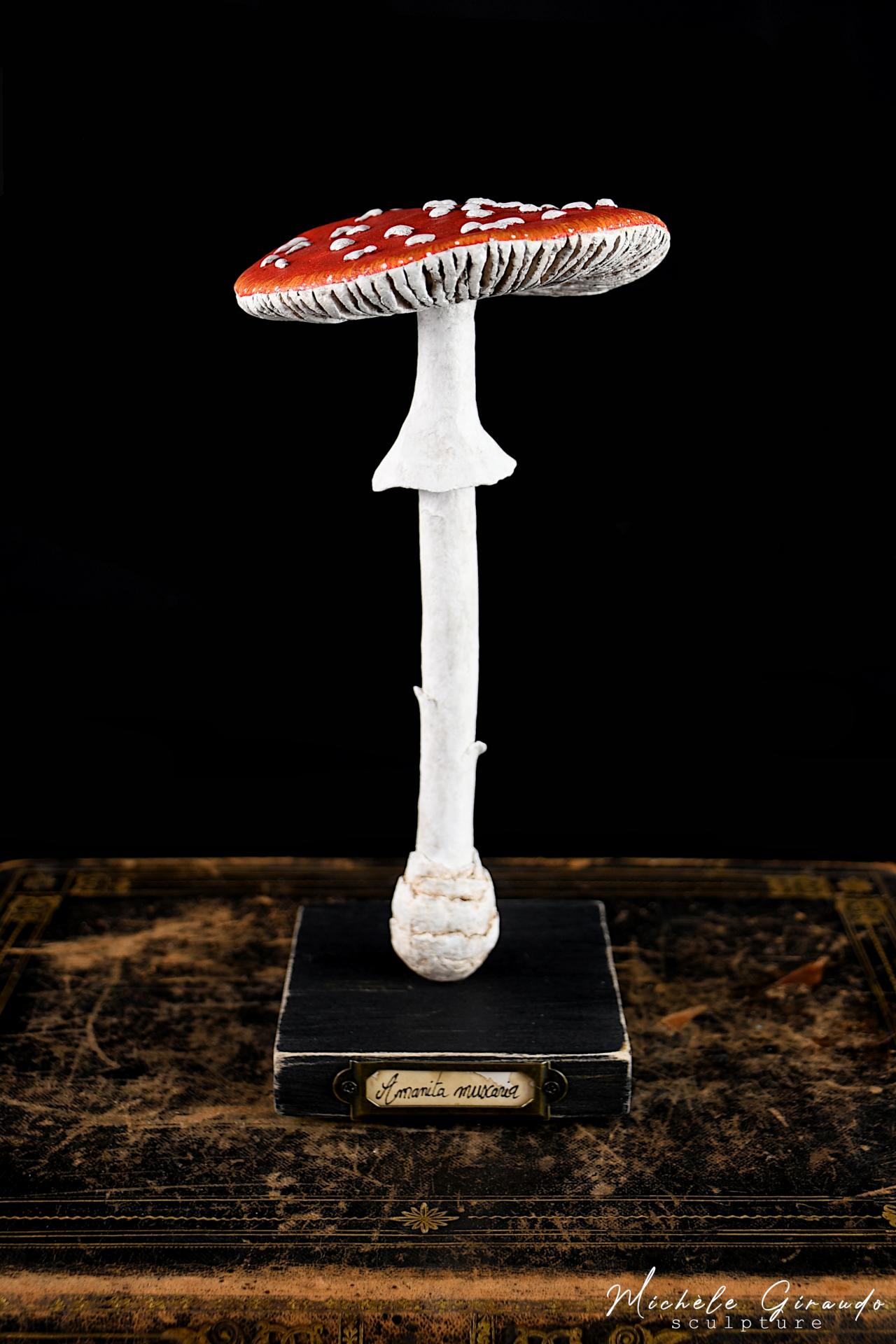 Amanita muscaria solo1