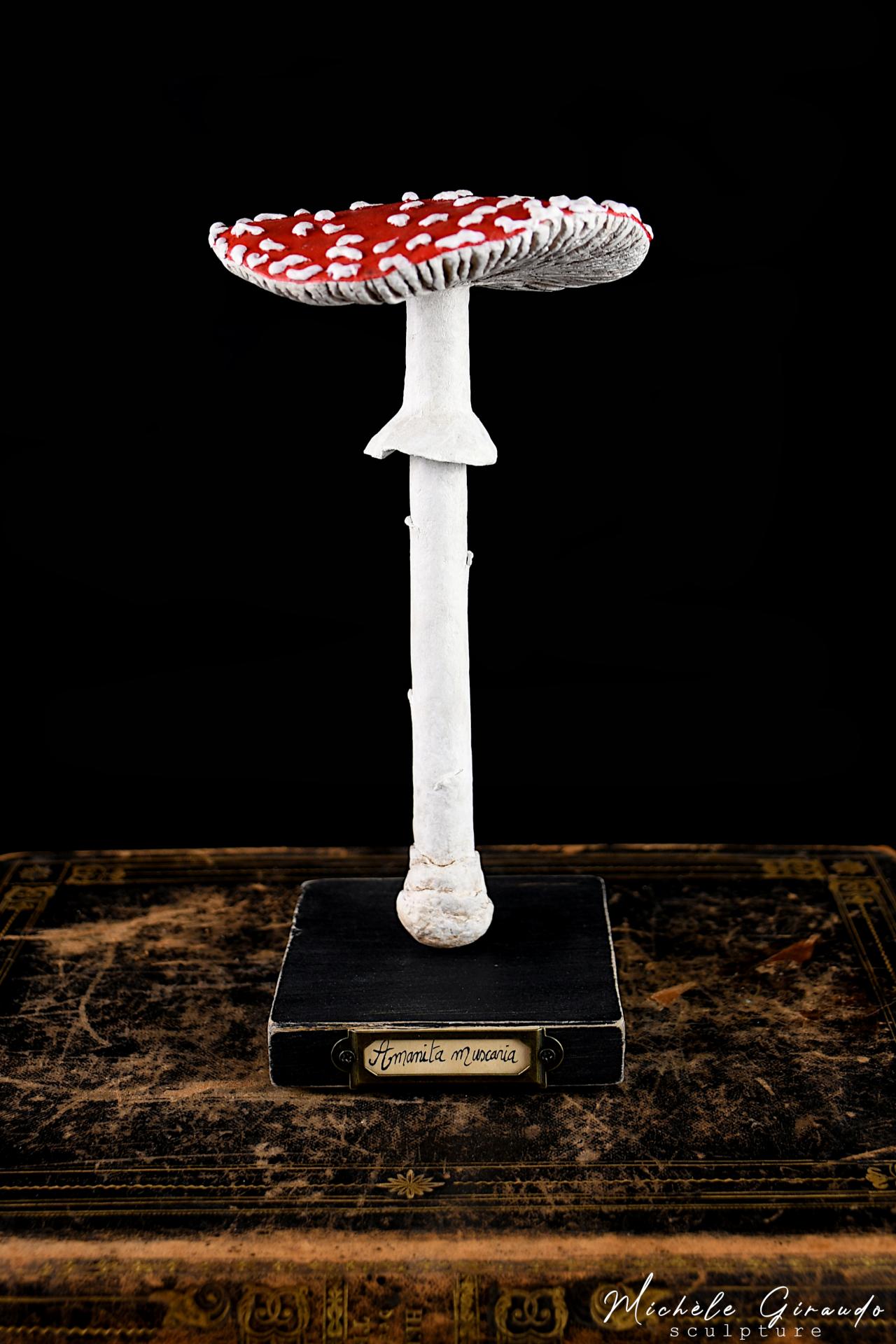 Amanita muscaria solo2