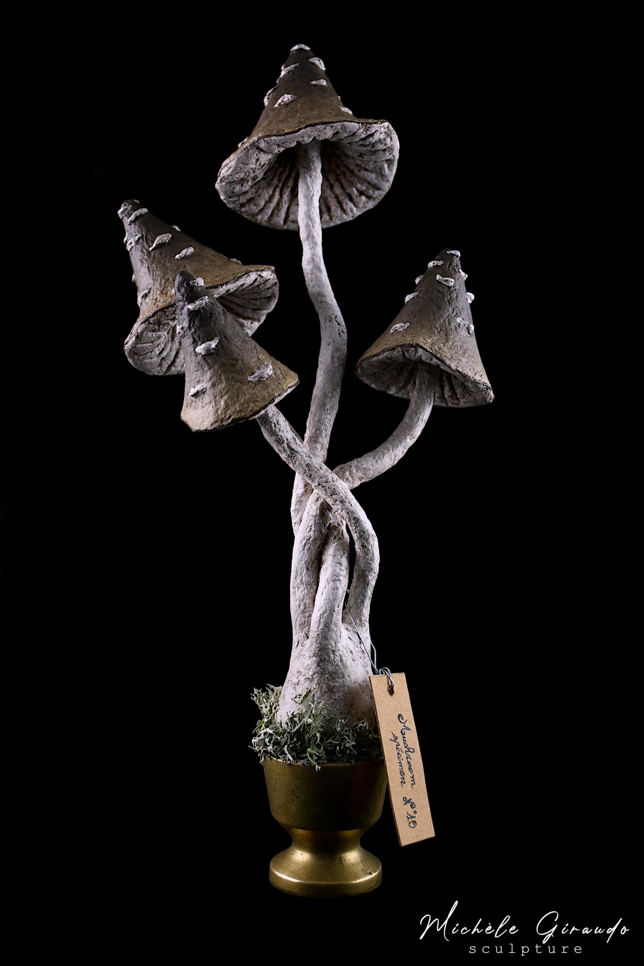 Mushroom specimen n 10 de michele giraudo 1