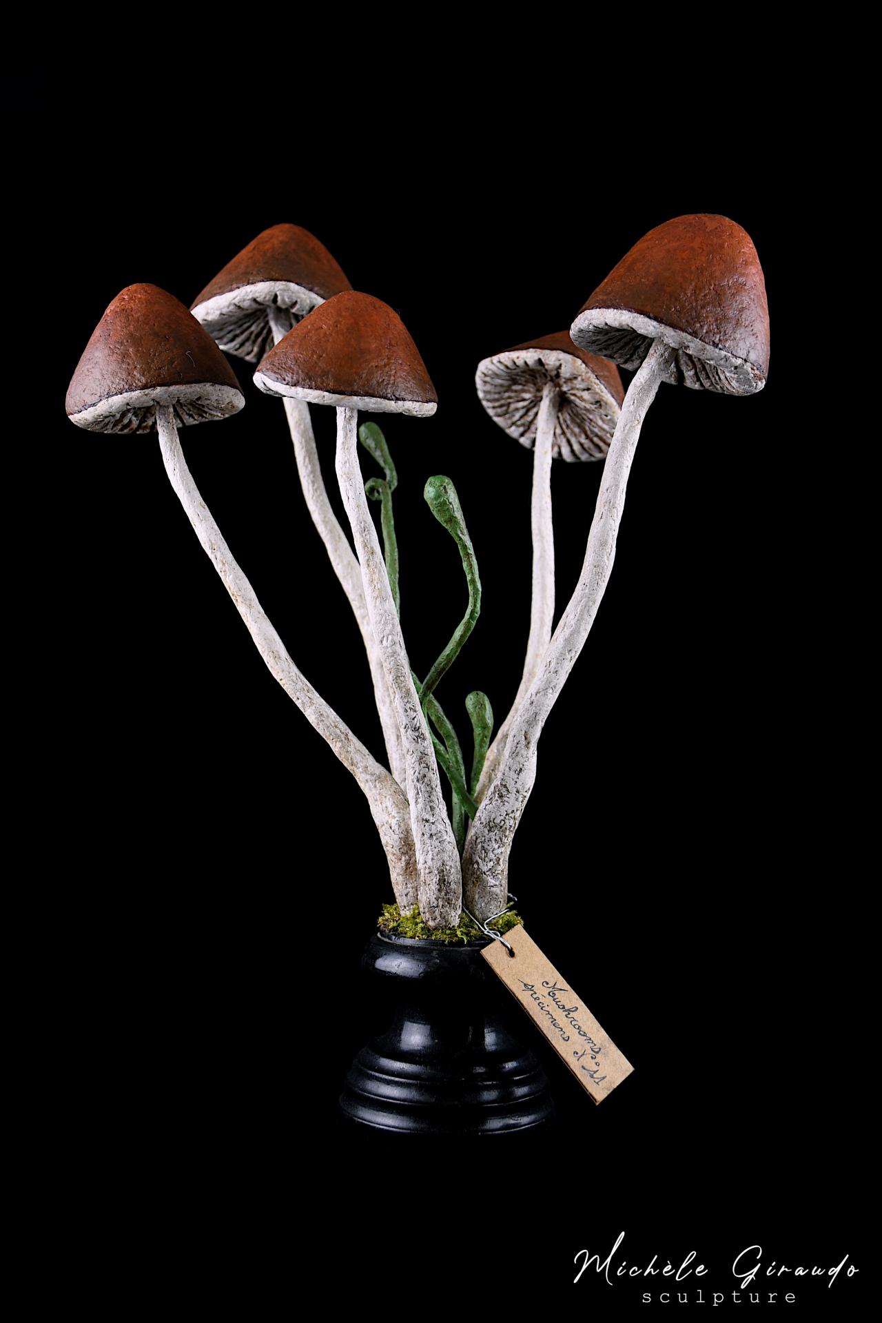 Mushrooms specimens n 11 de michele giraudo 1