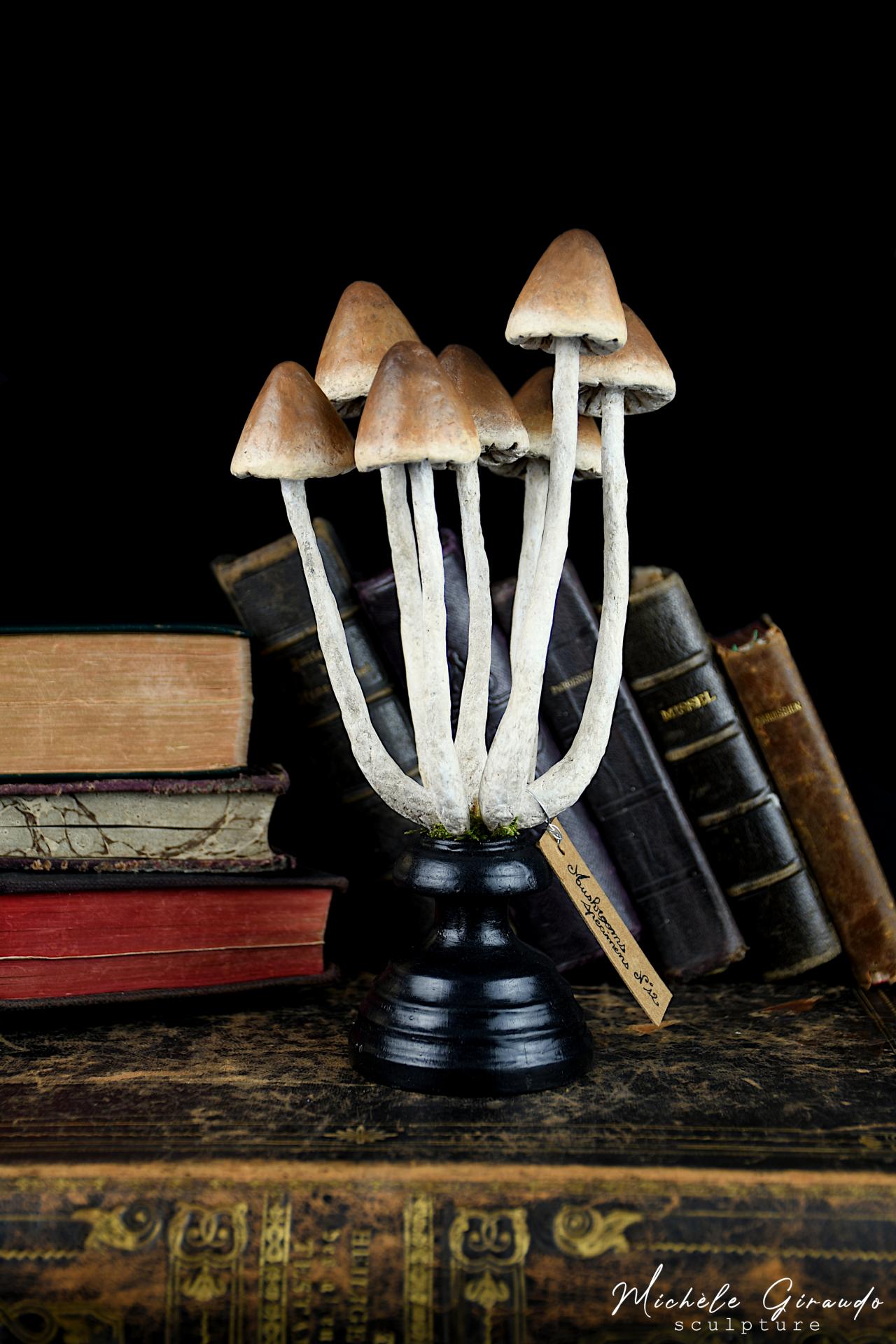 Mushrooms specimens n 12 par michele giraudo