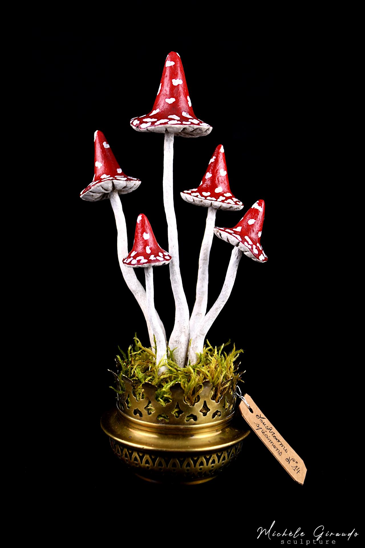 Mushrooms specimens n 14 par michele giraudo