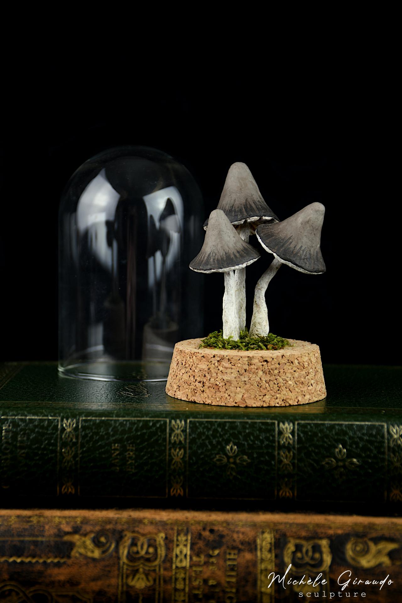 Petite curiosite sous verre n 5