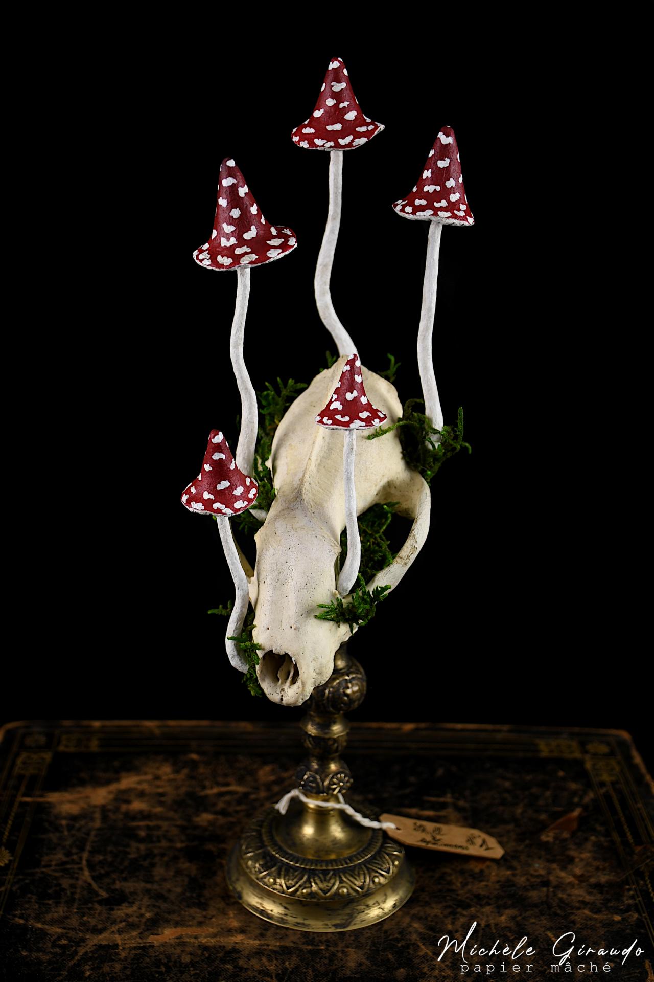 Skull specimens n 1 par michele giraudo